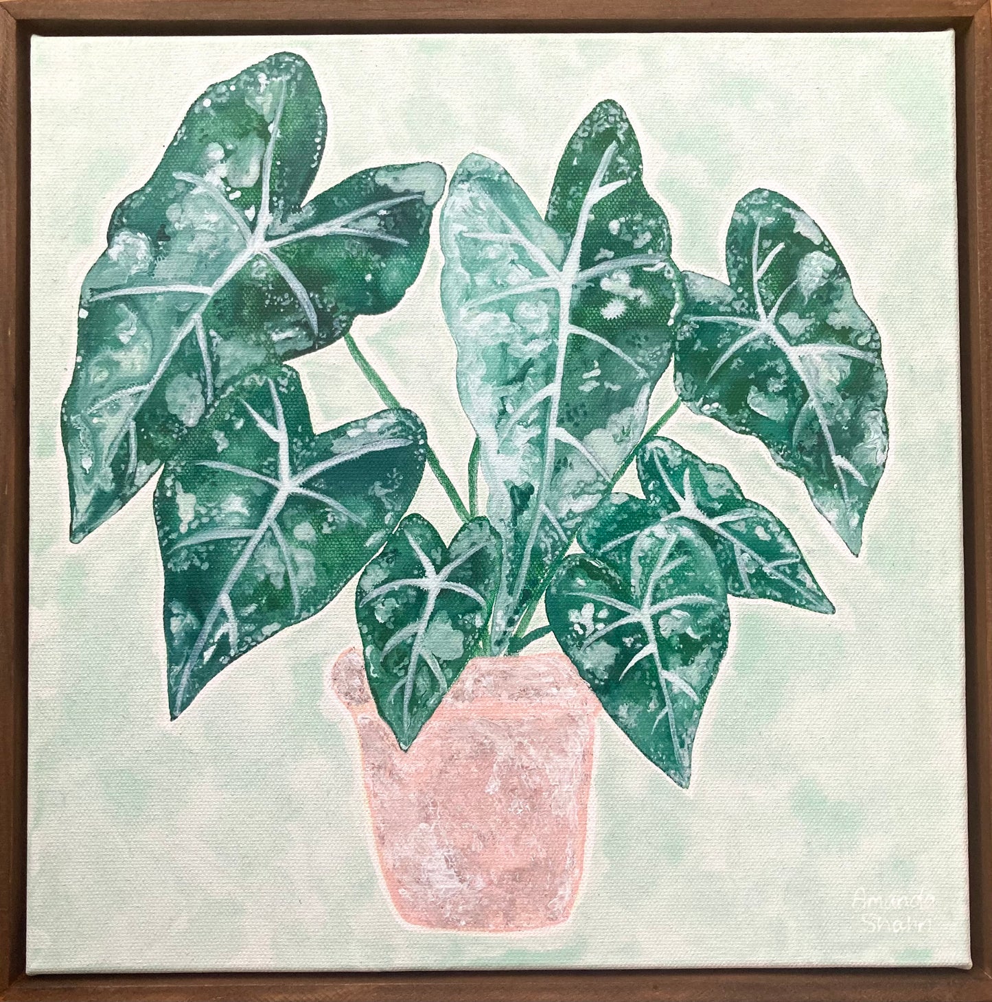 "Alocasia Frydek" 30cm x 30cm
