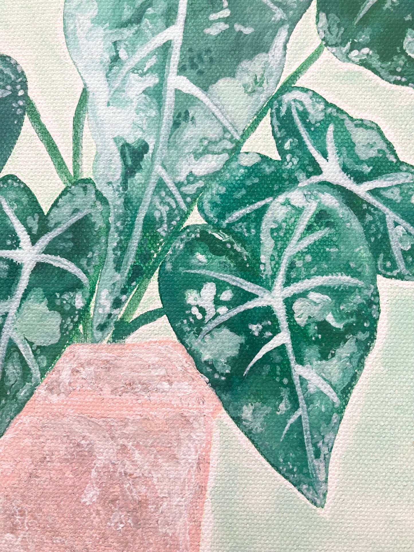 "Alocasia Frydek" 30cm x 30cm