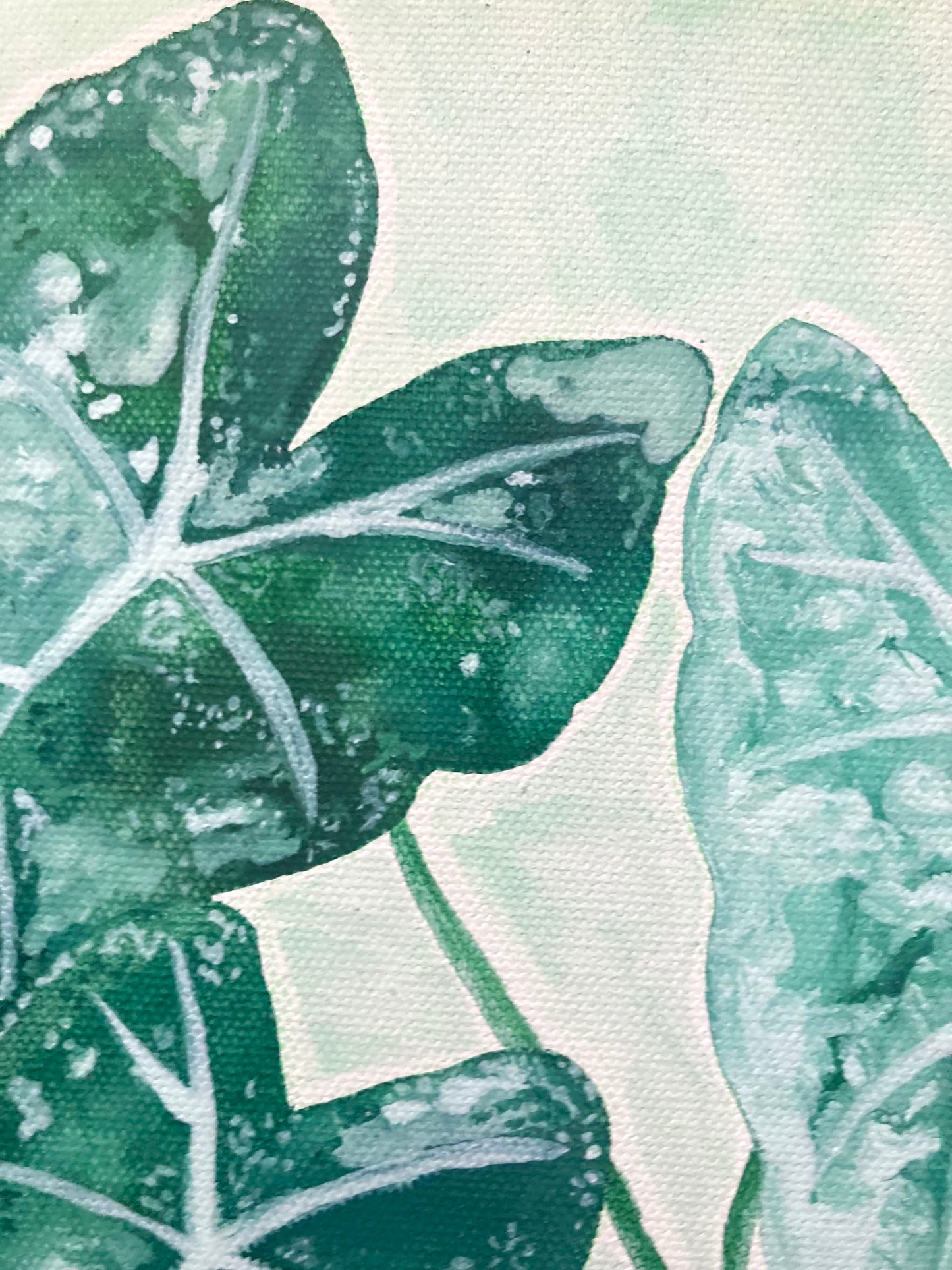 "Alocasia Frydek" 30cm x 30cm